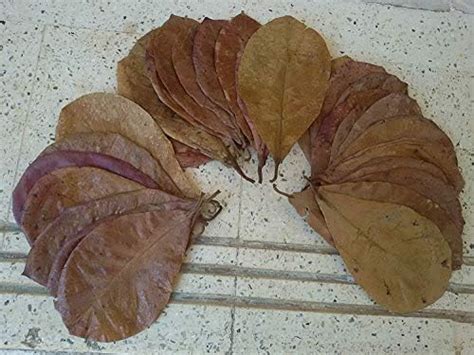 15 Natural Dried Almond Leaves, A+ Catappa, Ketapang for Betta Shrimp ...