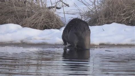 Image result for Spring Break Beaver Competition