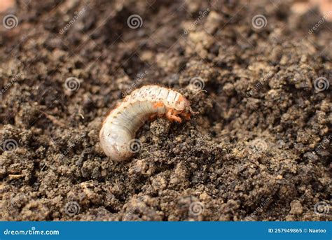 European Mole Cricket, Garden Pest Larva in Soil Gryllotalpa Gryllotalpa Stock Image - Image of ...