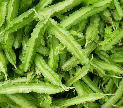 14 Surprising Benefits of Winged Beans You Should Know - Healthier Steps
