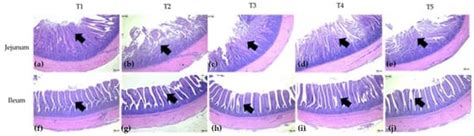 Antioxidative and Antimycotoxigenic Efficacies of Thunbergia laurifolia ...