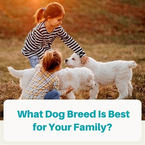What Dog Breed Makes The Best Family Pet