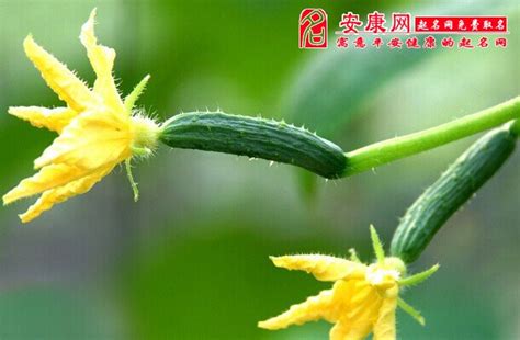 人们通常吃的黄瓜原来是这么种植出来的，涨知识|温室|藤蔓|小黄瓜_新浪新闻
