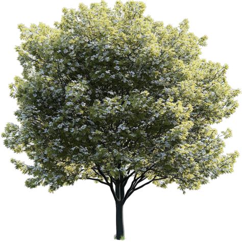 Page 3 | Jpg tree PSD, High Quality Free PSD Templates for Download ...