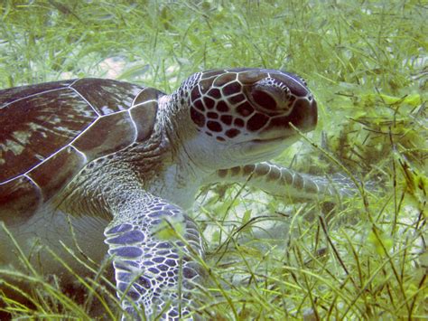 The Green Sea Turtle: Diet, Habitat, and Conservation Efforts | Earth.Org
