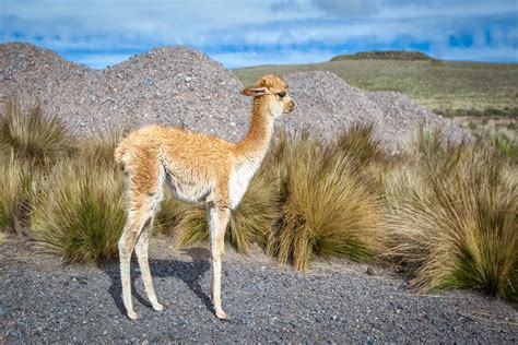 Top 11 Native Peruvian Animals | G Adventures