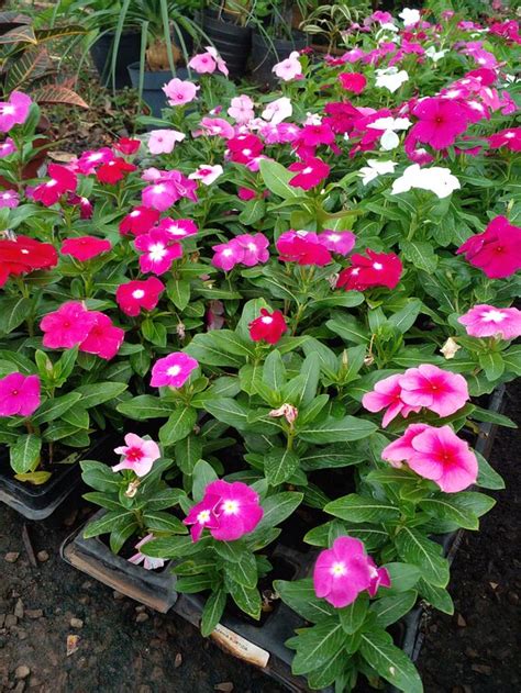 HOTEL WALENCA (Tapera) - Specialty B&B Reviews & Photos - Tripadvisor