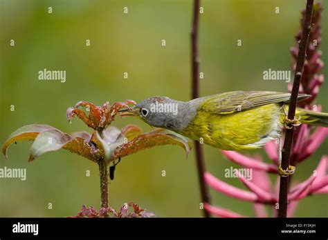 Image result for Contour Color Code