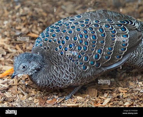 Grey peacock-pheasant Polyplectron bicalcaratum Stock Photo - Alamy