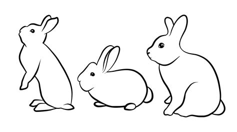 Silhouettes of rabbits isolated on a white background. Black outline ...