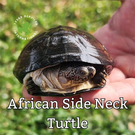 Gibba Sideneck Turtle