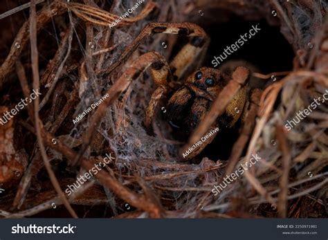 858,346 Nest Images, Stock Photos & Vectors | Shutterstock
