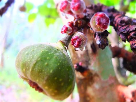 Wayanad District Pictures - Traveller Photos of Wayanad District ...