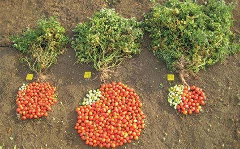 Genetic Modification 的图像结果