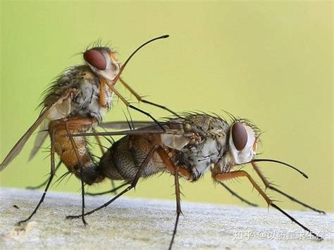 苍蝇 - 互动百科