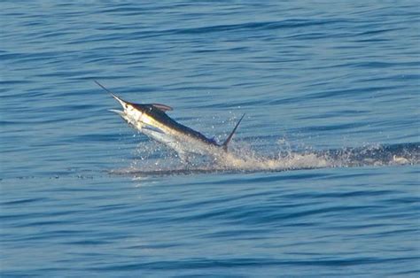 JEN WREN SPORTFISHING (2026) All You Need to Know BEFORE You Go (with ...