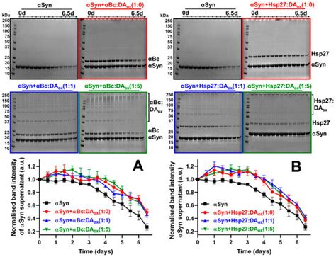 The Effect of Oxidized Dopamine on the Structure and Molecular ...