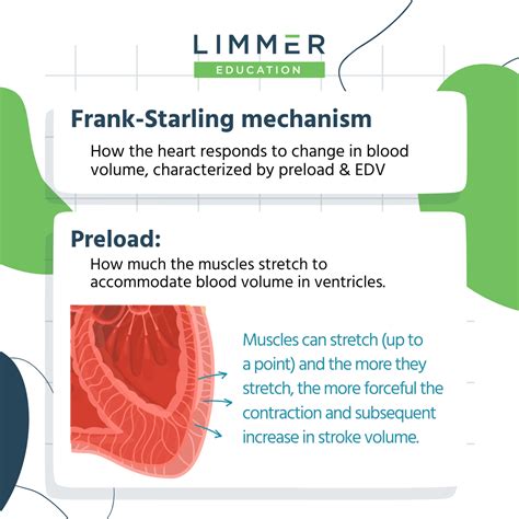 Understanding Cardiac Output - Limmer Education