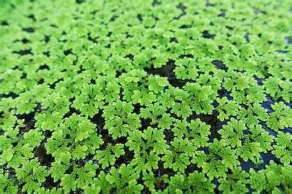 growit Azolla Seed Price in India - Buy growit Azolla Seed online at ...