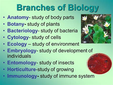 write 20 different branches of Biology and define them - Brainly.in