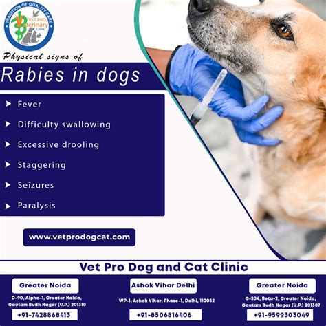 Signs Of Rabies In My Dog at Douglas Hammond blog - symptoms of rabies in animals