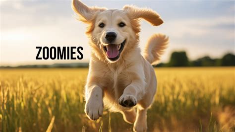 Why Zoomies Are Important For Your Dog? The Frenzy • Doggozila Magazine