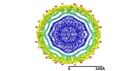 Researchers discover structure of Zika virus