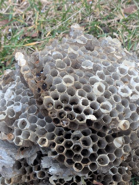 Show and Tell | Alveus Sanctuary