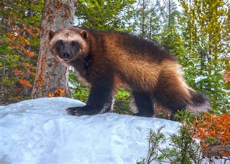 Press Release: Wolverines listed as “threatened” under Endangered Species Act after 20-year ...