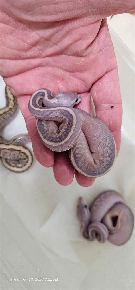 Purple Python Snake 的图像结果