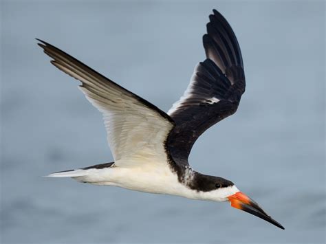 Black Skimmer - eBird