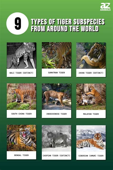 Image result for Python Green Color