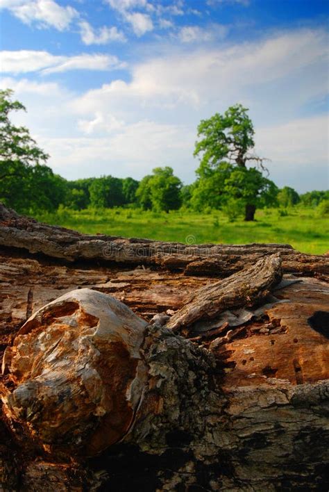 Image result for Rotted Tree