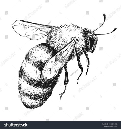 Realistic Bee Drawing Honey Bee Line Drawing, Flower Drawing, Bee