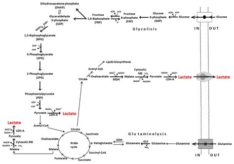 Lactate in the Tumor Microenvironment: An Essential Molecule in Cancer ...