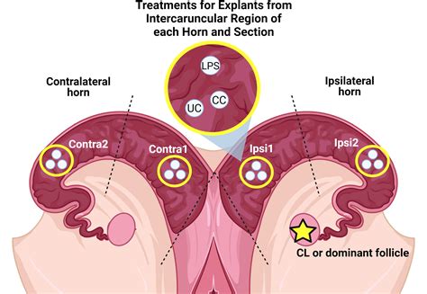 Frontiers | Endometrial gene expression in response to ...