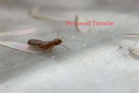 Drywood Termites in Florida: A History of Destruction and a Glimpse ...