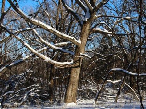Tree Exploding From Cold 的图像结果