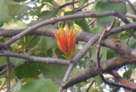 Flora in Rajaji National Park
