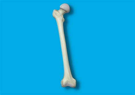 ️ Hueso Peroné | HUESOS CUERPO HUMANO