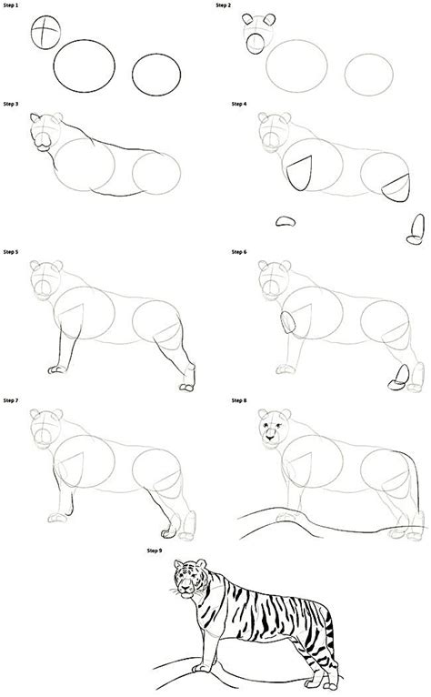 Image result for Tiger Drawing Tutorial