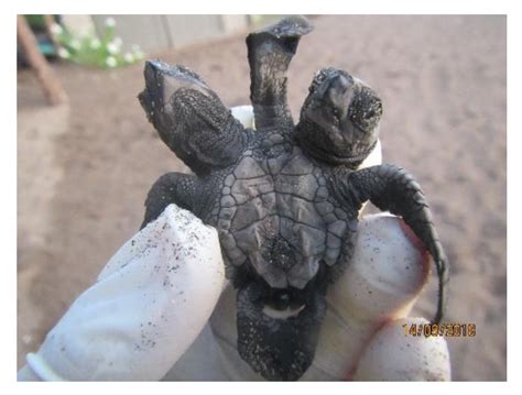 Congenital Malformations in Sea Turtles: Puzzling Interplay between ...