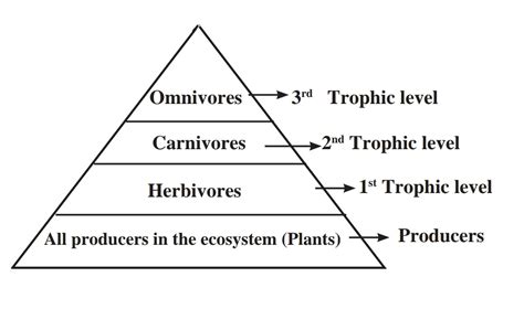 The energy pyramid - Trophic Level | Ecosystem