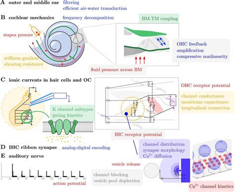 Image result for In-Ear Programming Model Example
