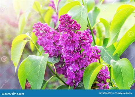 Lilacs are Blooming. Purple Lilac Flowers on a Bush in Sunlight Stock ...