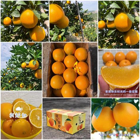 赣南脐橙哪个县最好吃，哪里的最正宗？_产品动态-湖南特产网