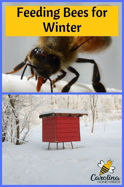 Image result for Bee Feeding Tips