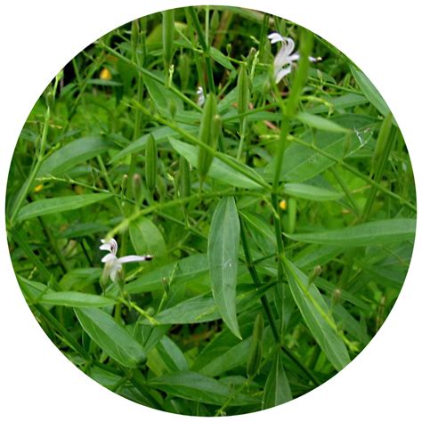 kayashree Liver Detox For Fatty Liver – Kayashree Ayurveda