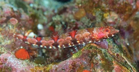 Mysterious Red-Eyed Creature 的图像结果