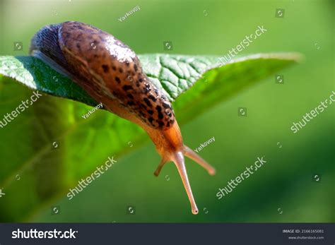 Sea Snails Without Shells